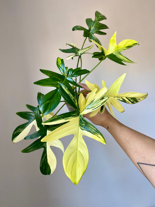 Philodendron Pedatum Variegata