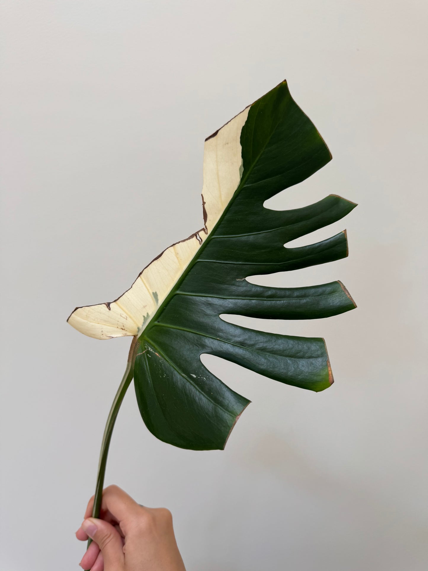 Monstera deliciosa (Large Form) Albo Rooted Cutting￼