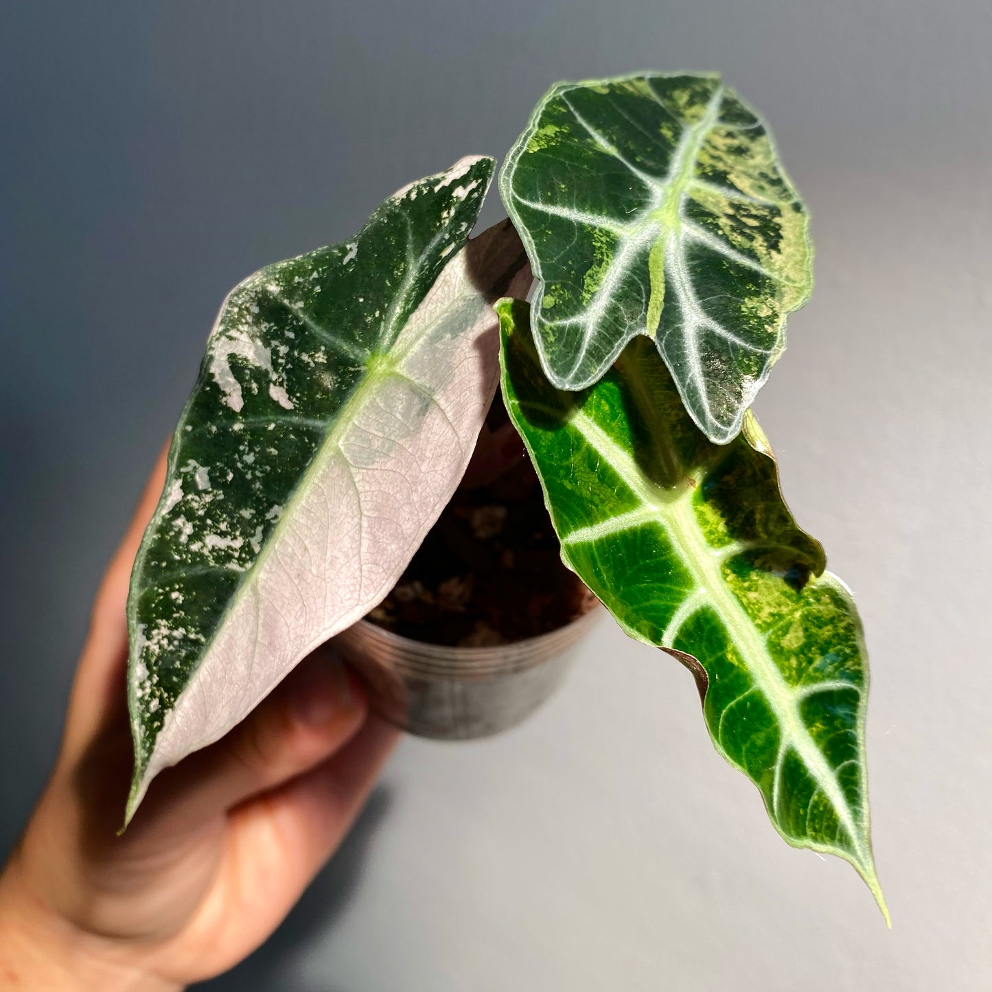 Alocasia Amazonica ‘Polly’ Variegata