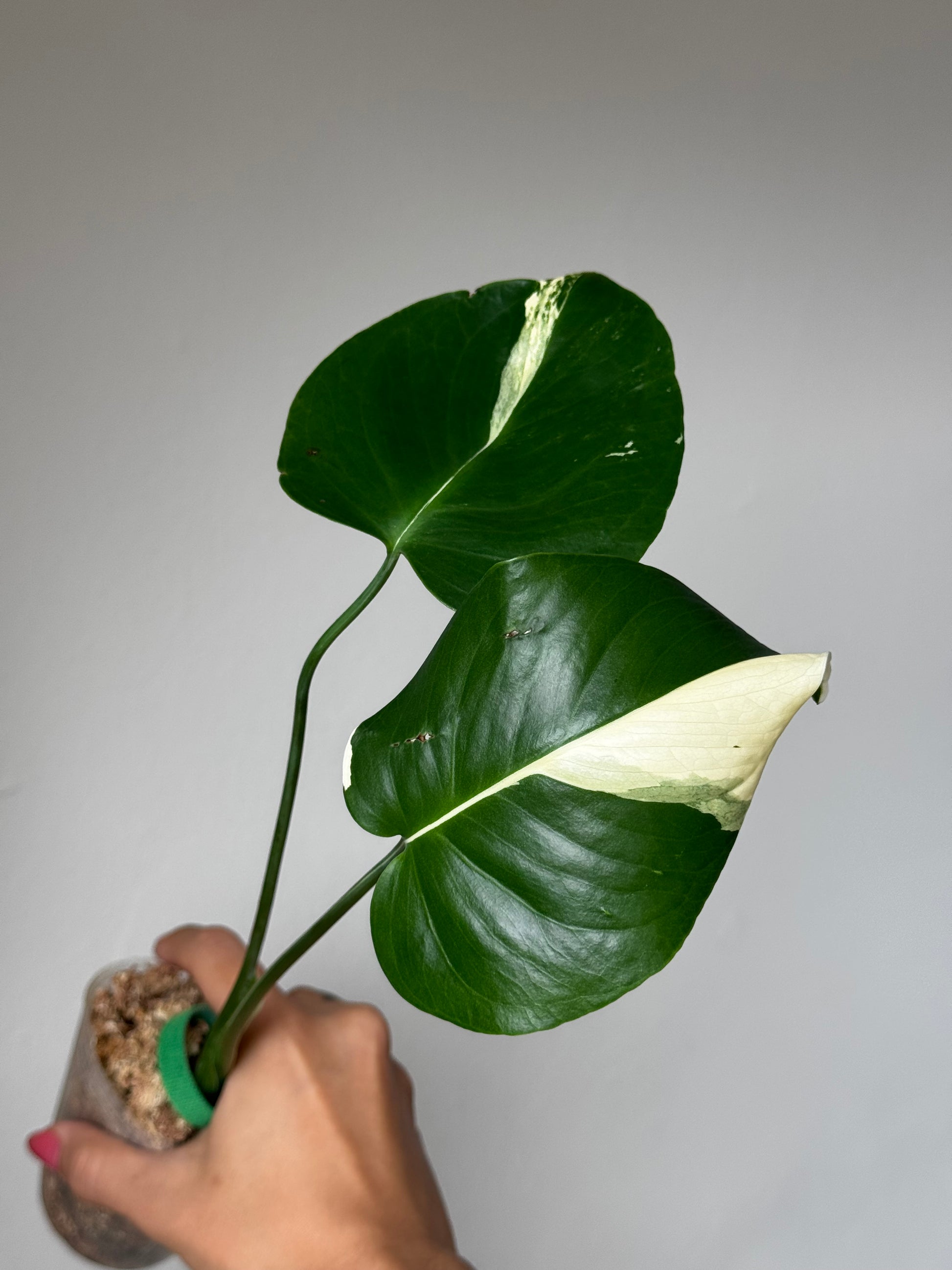 Rooted juvenile Monstera deliciosa Large Form Albo with two variegated leaves