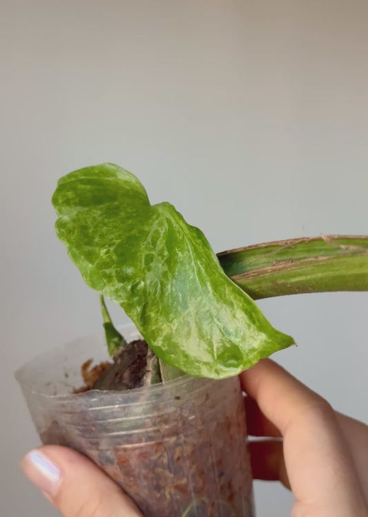 Monstera deliciosa ‘Ocean Mint’