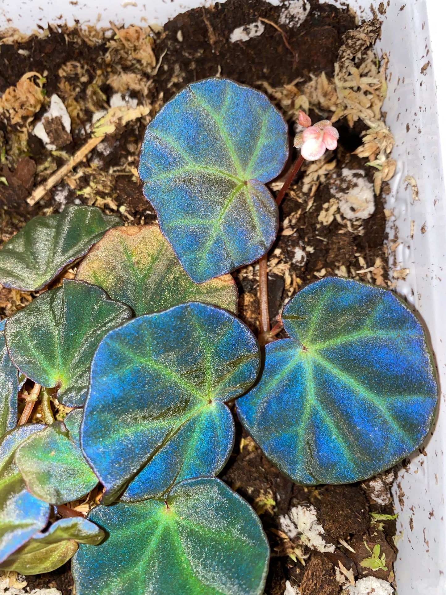 Begonia sp Sarawak